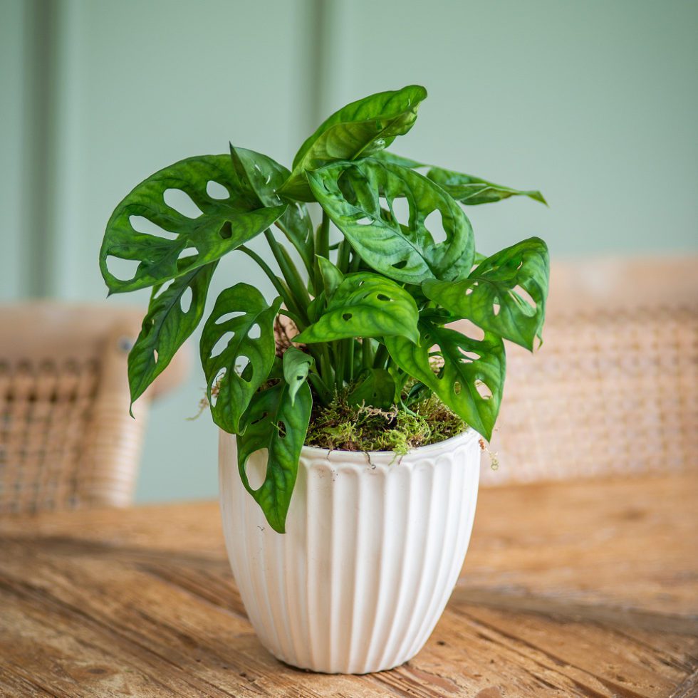 monstera-plant-in-ceramic-pot-moutan-flowers