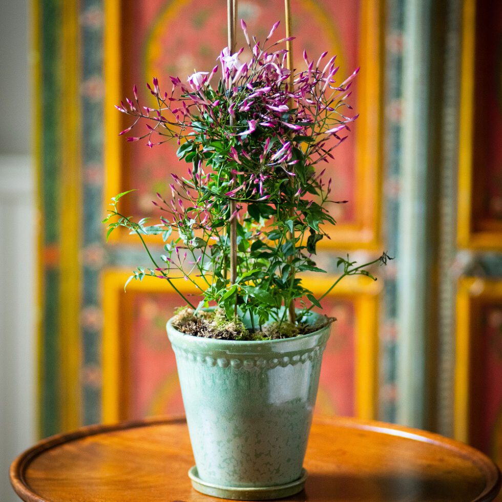 pink-flowering-jasmine-pot-moutan-flowers